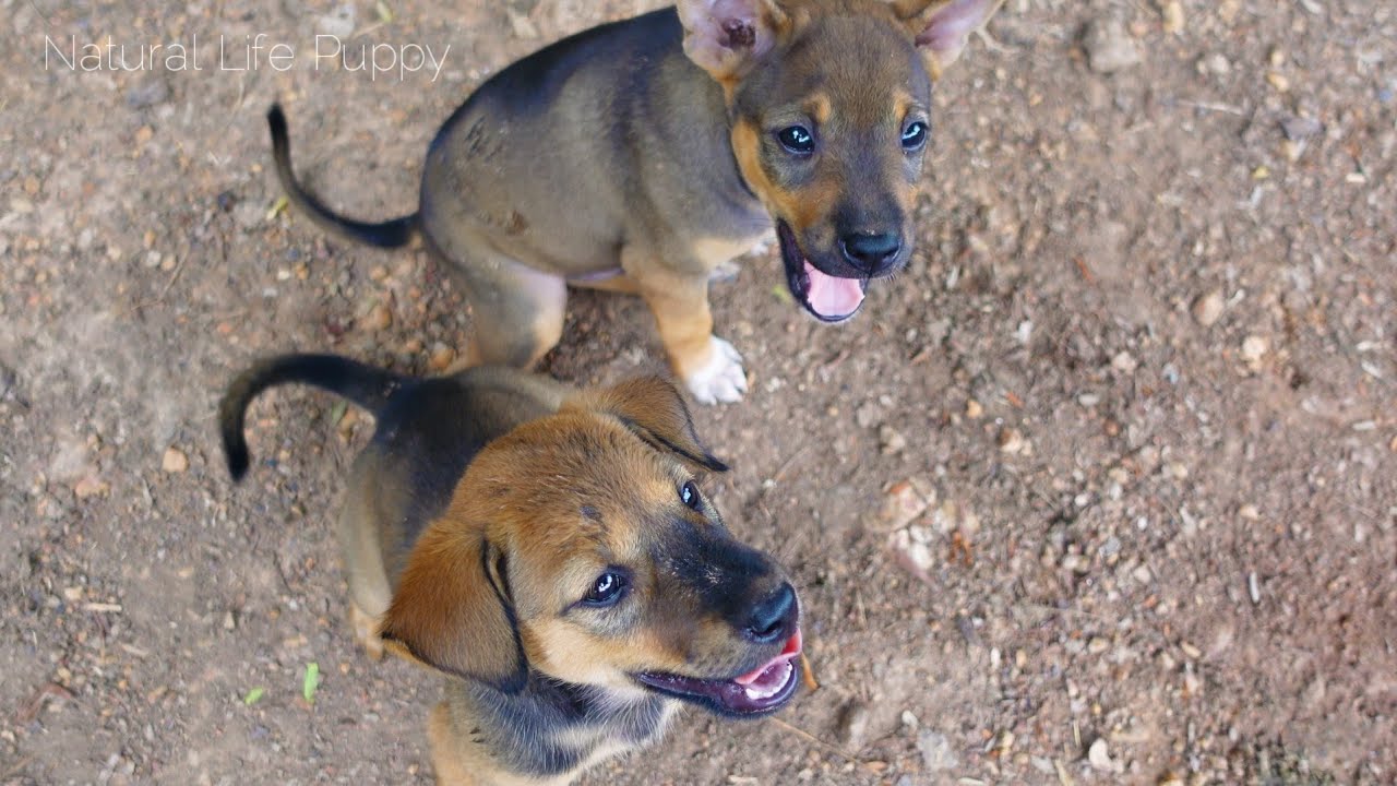 Hungry puppies waiting for me preparing food for them, feed fish to them