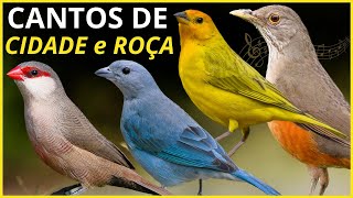 25 Cantos De Aves "URBANAS e RURAIS" / CANTOS De Pássaros De CIDADES e Da ROÇA!