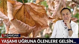 Yaşamı uğruna ölecek kadar sevenlere gelsin