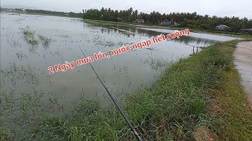 Câu lure cá lóc đồng | câu cá lóc sau 2 ngày mưa tầm tả, nước ngập ruộng|