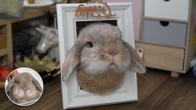 🐰 Needle FELTING RABBIT - How to make bunny EYES - Felt TUTORIAL 🐰 