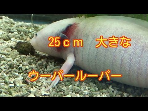 25ｃｍの大きなウーパールーパーメキシコサンショウウオambystoma Mexicanum飼育 Youtube