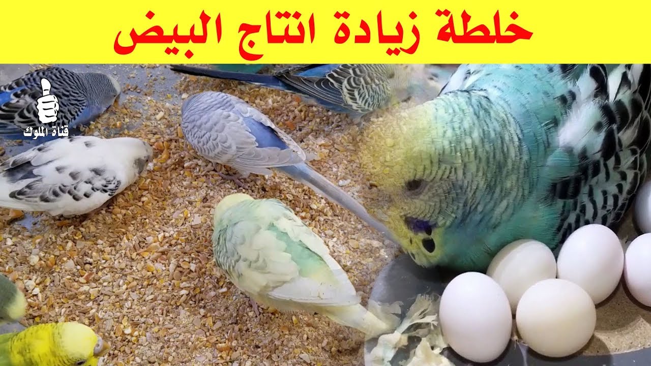 خلطه رهيبة لزياده إنتاج البيض عند طيور البادجي