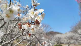 2023.3.11(土)佐野市梅林公園の梅(栃木県)