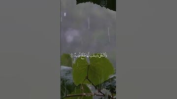 ونزلنا من السماء ماء مباركا || تلاوة هادئة //بصوت القارئ صالح اليافعي ⏱️ثواني تريح الاعصاب 💕🩶🌿