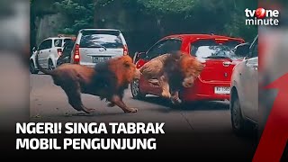 Diduga Berkelahi, Singa di Taman Safari Hantam Mobil Pengunjung | tvOne Minute