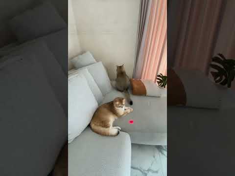 Funny cats #prank # #trending #viral #funnyvideo #shortvideos #animals #cats #catsvideo #funnycats