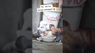 Прикол С Котом