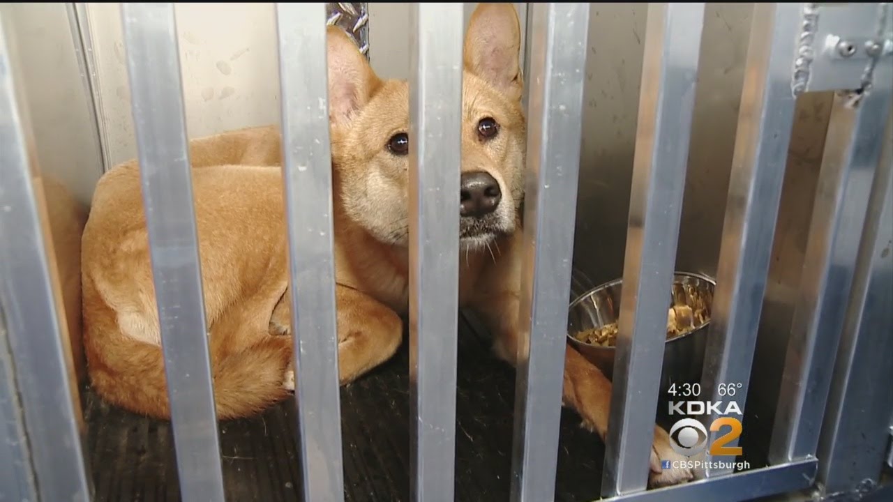 Pittsburgh Group Helps To Rescue Dozens Of Dogs From Meat Farm