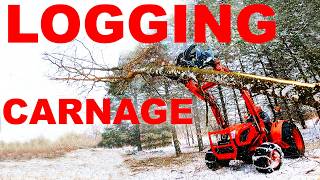 FIREWOOD LOGGING DEAD ASH 2026 DAY 6