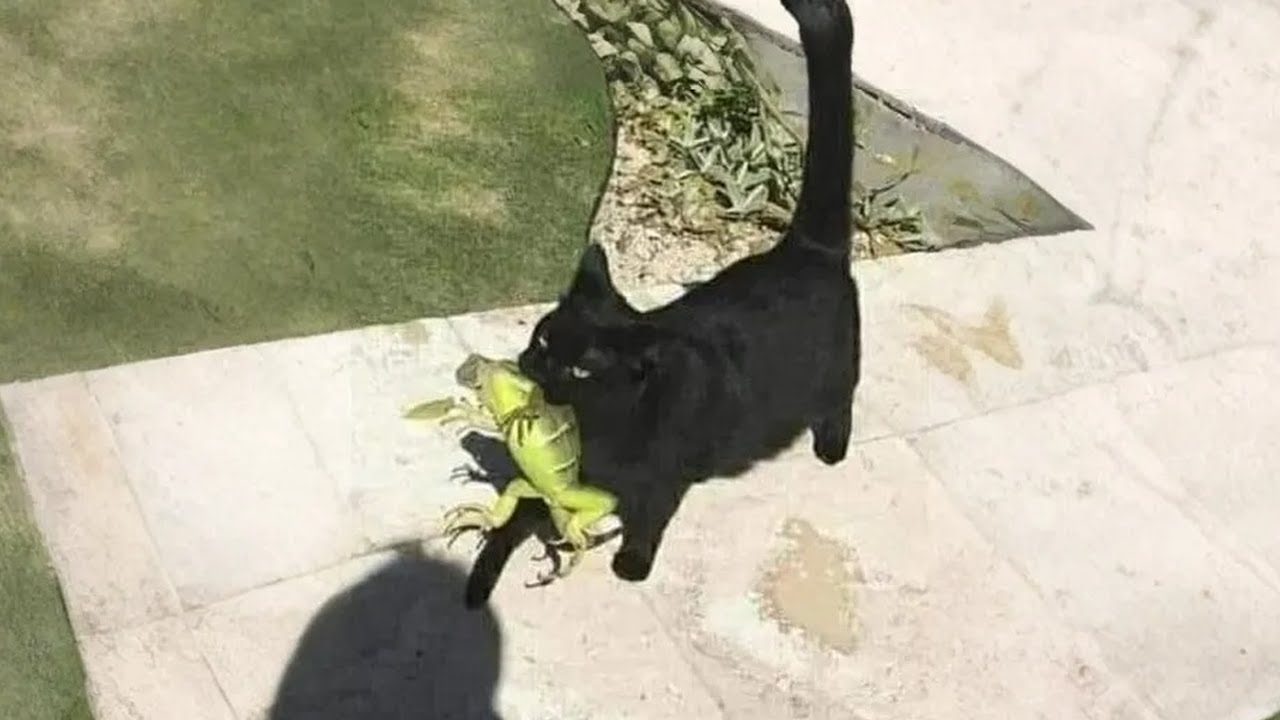 Эти забавные коты, которые вас немного удивят 😹💫 30 минут смеха