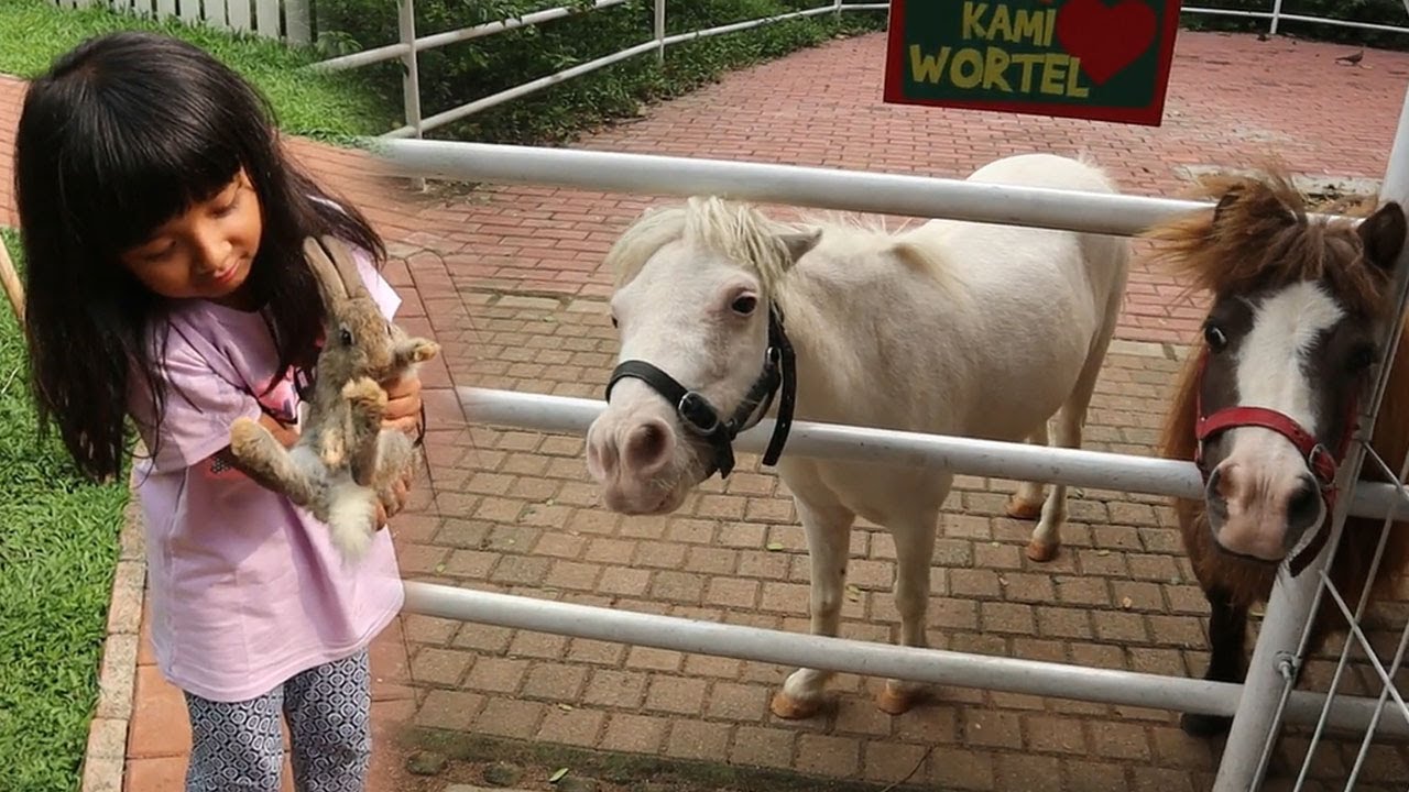Kasih Makan Kuda Poni di Mini Zoo Taman Legenda TMII