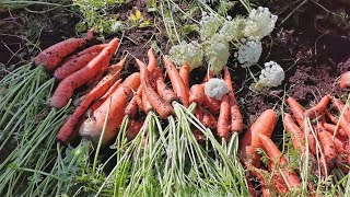 Уборка моркови и ее подготовка к хранению