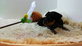 ミニチュアピンシャー女の子2019/06/19生まれ