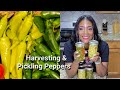 Harvesting and pickling sundaybackyardfarmer