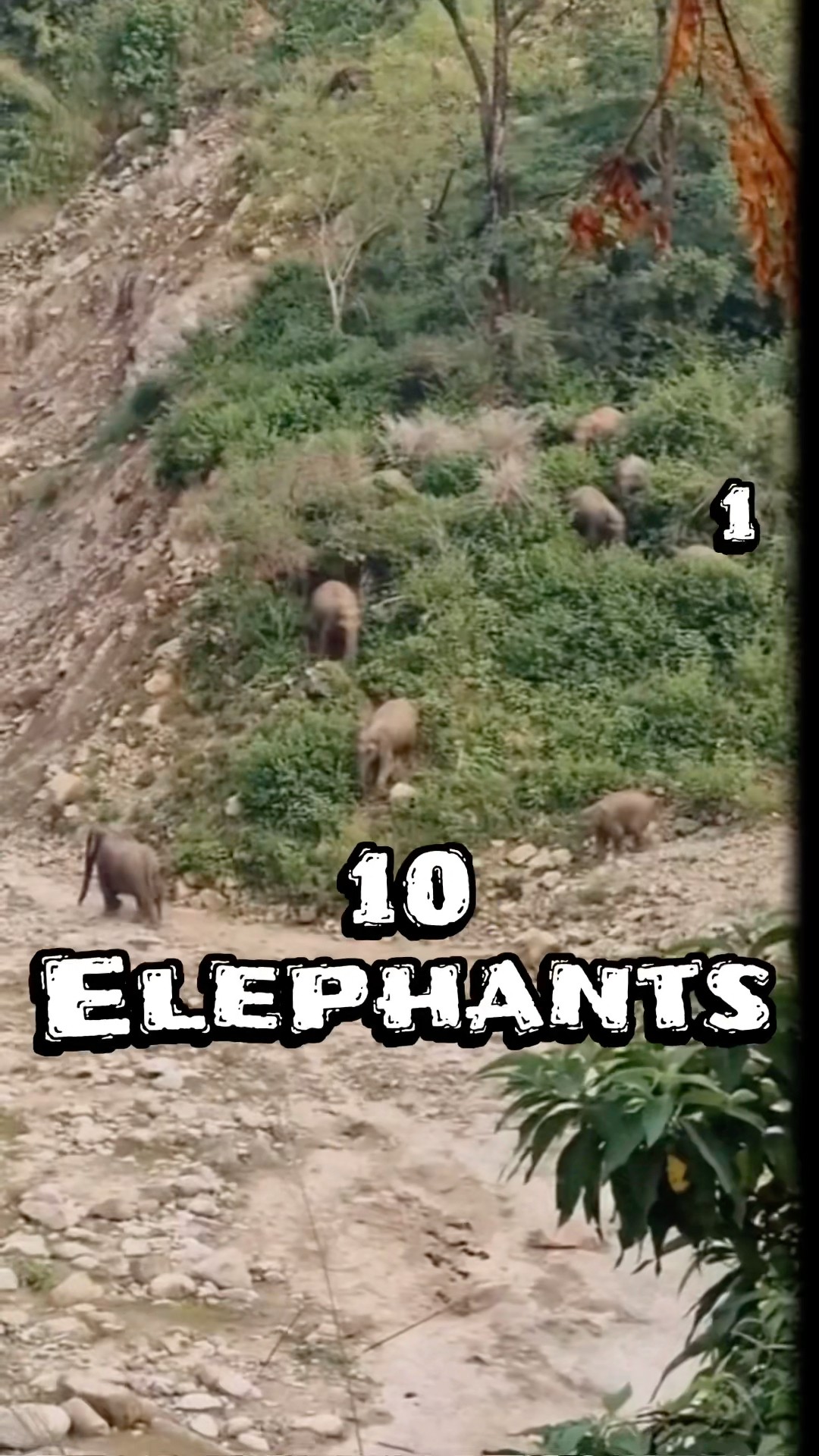 हाथियों का शक्तिशाली झुंड पानी के लिए निकला #elephant #viral #wildlife