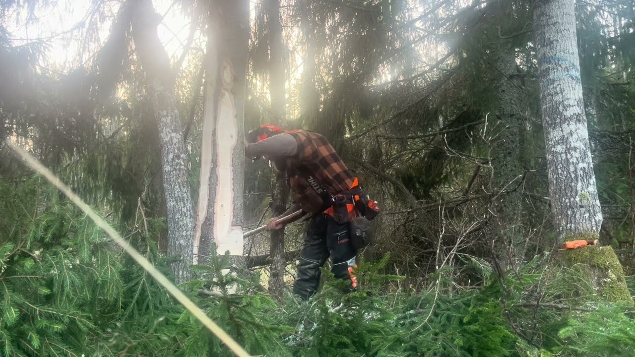 Börjar med lite personalvård sen krångel huggning och en specialare.