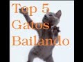 TOP 5 Gatos Bailando