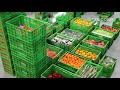 Cimcorp order picking system for fresh produce