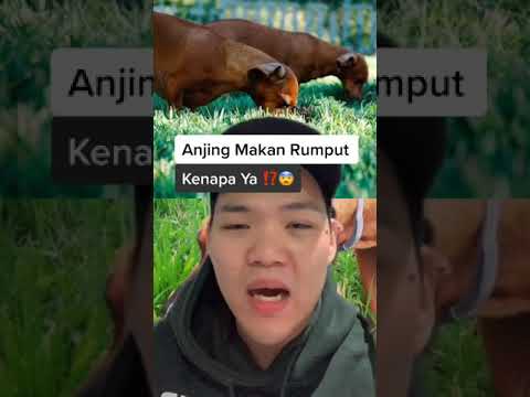 Video: 5 Alasan Anjing Makan Rumput