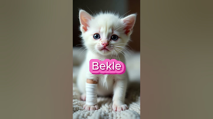 Bu Minik Kediye Yardım Etmek İçin Tıkla! 🐱