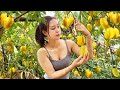 Harvesting star fruit and green vegetables in the garden  selling at the market  ngn daily life