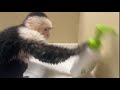 Capuchin Monkey HATES new soap!