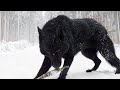 15 Wolves You Won’t Believe Actually Exist #2