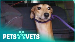 Criminal Abandon's Their Greyhound When Running From The Police | Animal Rescue School | Pets & Vets