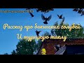 Рассказ про бакинских голубей и турецкую таклу A little story about my pigeons.