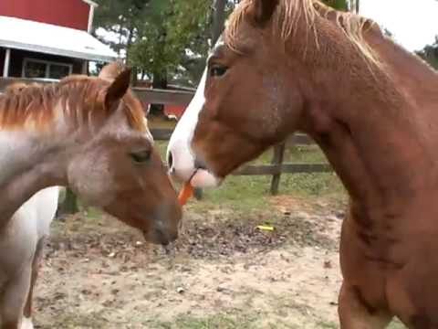 very-funny-horses