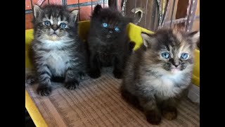 TOPs SVM2 Persian kitten : 3 weeks by Strange Universe 149 views 4 years ago 22 seconds