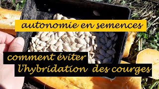 Pollinisation manuelle : faire ses semences sans hybridation (cucurbitacées)