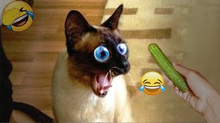 Best Cats Videos  Funny Animal Videos # 8