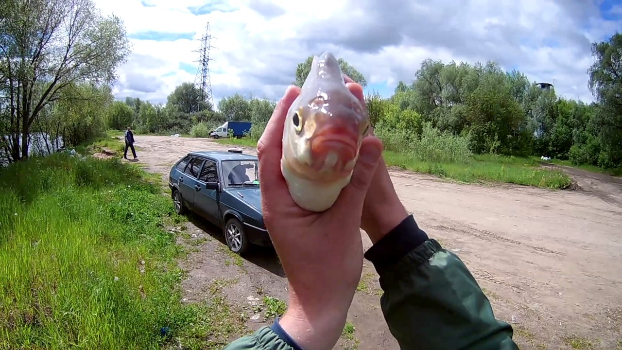 Прогноз клева рыбы в Бронницах на реке Москва