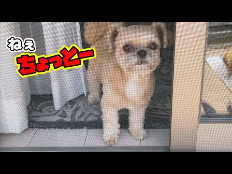 干されたお友だちを救出せよ！ チワワ×シーズー