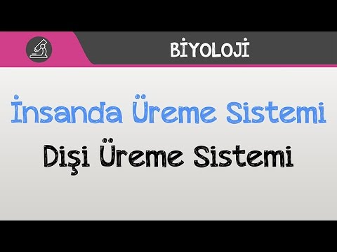 İnsanda Üreme Sistemi - Dişi Üreme Sistemi