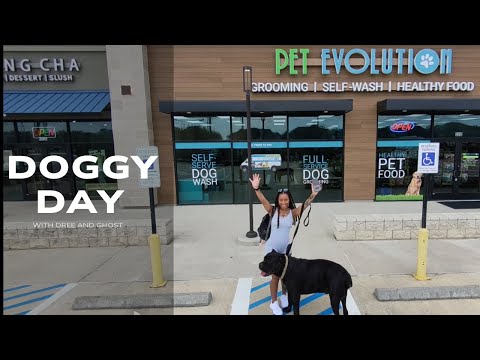 Dog Vlog Doggy Day At Pet Evolution 