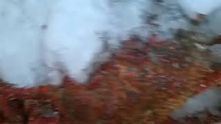 Centollas Frescas Lo Mejor en Cangrejal Te Parto La Pata - El Cangrejo Farandulero