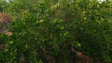 ¿Qué pasa si dejas los limones demasiado tiempo en el árbol?