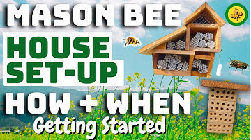 Getting Started With MASON BEES - How and When - Plus COCOON Release