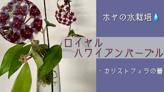 June 16, 2025 [Hoya] Royal Hawaiian Purple flowers 🌸 Water-grown