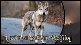 Czechoslovakian Wolfdog  The Rough Diamant  Dogs Special