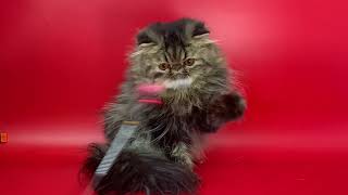 Benito Persian Brown Tabby male available!