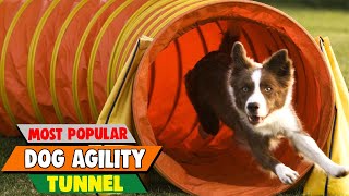 Tunnels of Fun! Train Your Dog for Agility with Top-Rated Tunnels (Review & Guide) by Pet Needs 16 views 7 days ago 13 minutes, 28 seconds