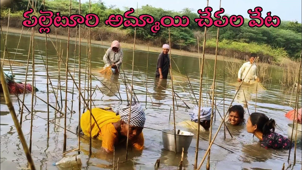 నాలుగు రకాల చిన్న చేపలని కలిపి కూర వండాను.. #palleturiammayi55