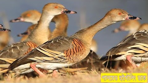 পালমেড হুইস্টলিং ডাক | Plumed Whistling Duck