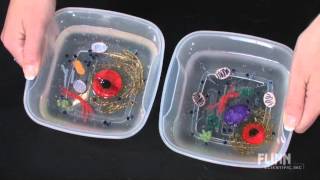 Celebrity Make Your Own Cell - Student Laboratory Kit Net Worth