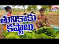 తునికాకు కష్టాలు | Tribal Struggles While Collecting Tunikaku Collection | CVR News