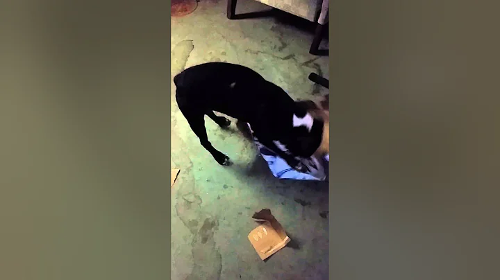 My dog loves Busch light